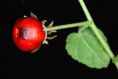 Malvaviscus arboreus drummondii