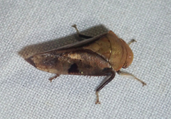Clinonana