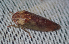 Folicana