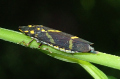 Proconiini