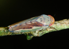Iassinae
