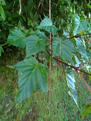 Acer morrisonense