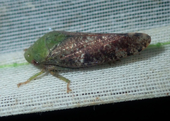 Folicana