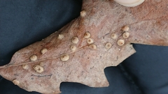 Janetia cerris
