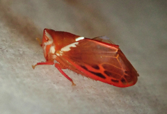 Nesothamnus amazonicus