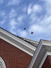 Sturnus vulgaris