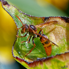 Polistes humilis humilis