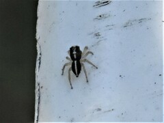 Heliophanus pistaciae