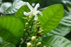 Tabernaemontana cerifera