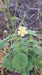 Anoda abutiloides