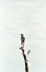 Merops superciliosus