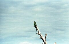 Merops superciliosus