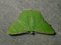 Ornithospila succincta