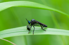 Dioctria atricapilla