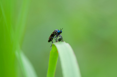 Dioctria atricapilla