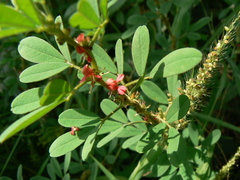 Indigofera glandulosa
