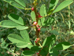 Indigofera glandulosa