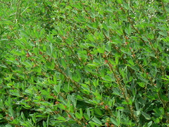 Indigofera glandulosa
