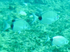 Diplodus capensis