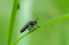 Dioctria atricapilla