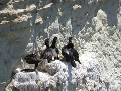 Leucocarbo magellanicus