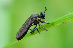 Dioctria atricapilla