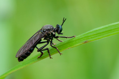 Dioctria atricapilla