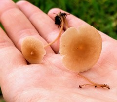 Agaricales