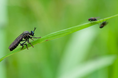 Dioctria atricapilla