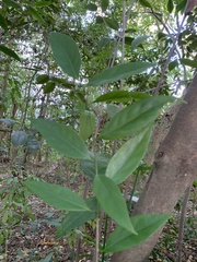 Nectandra coriacea