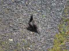 Leucocarbo magellanicus