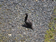 Leucocarbo magellanicus