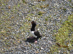 Leucocarbo magellanicus