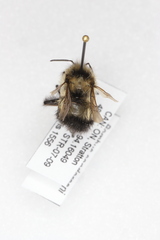 Bombus sandersoni