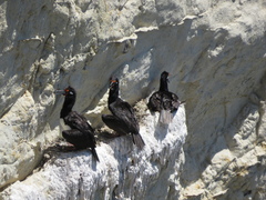 Leucocarbo magellanicus