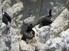 Leucocarbo magellanicus