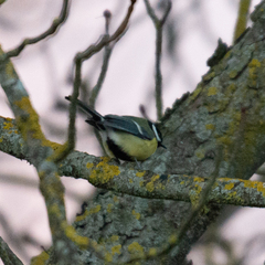 Parus major