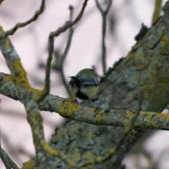 Parus major