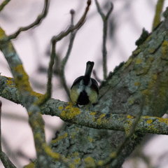 Parus major
