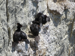 Leucocarbo magellanicus