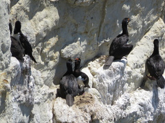 Leucocarbo magellanicus