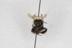 Bombus sandersoni