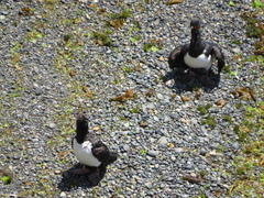 Leucocarbo magellanicus