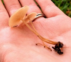 Agaricales