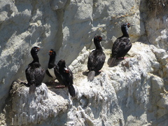 Leucocarbo magellanicus