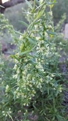 Metastelma arizonicum