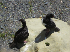 Leucocarbo magellanicus