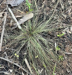 Sporobolus pumilus