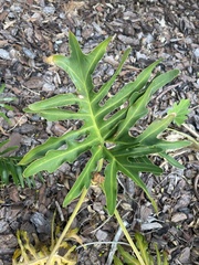 Philodendreae