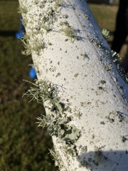 Ramalina complanata